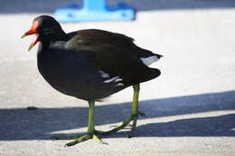 Image of Common Moorhen