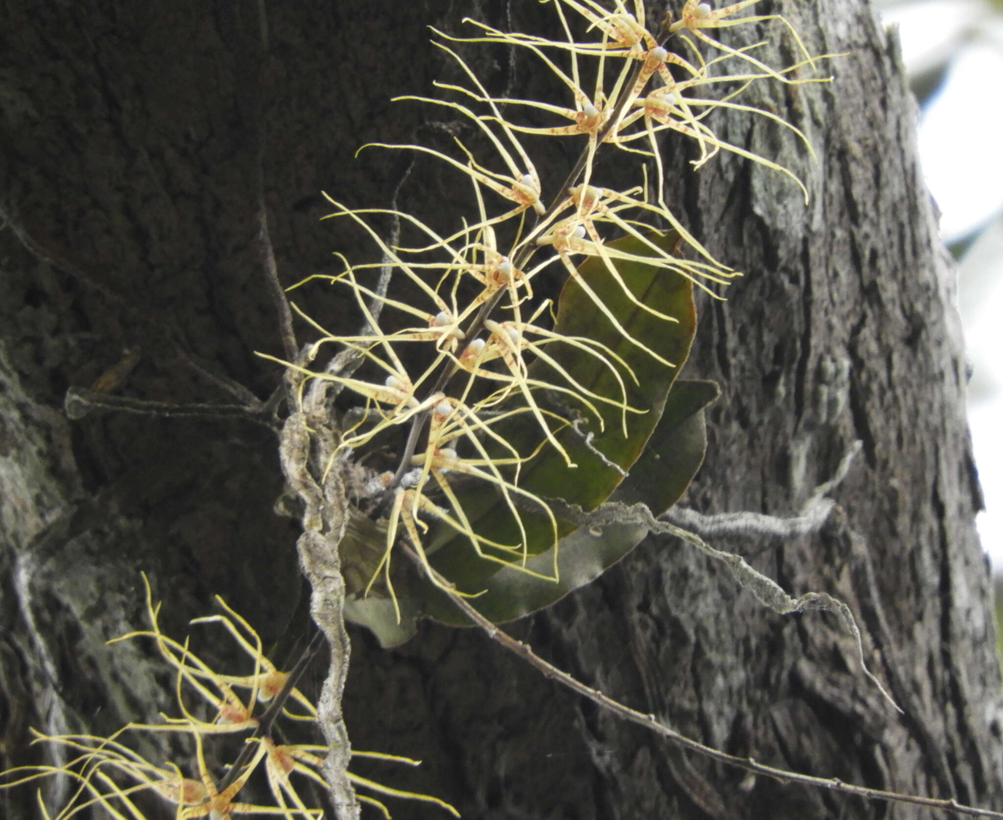 Image of Rhinerrhiza divitiflora (F. Muell. ex Benth.) Rupp