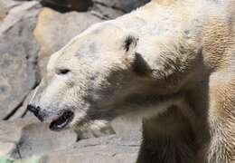 Imagem de urso-polar