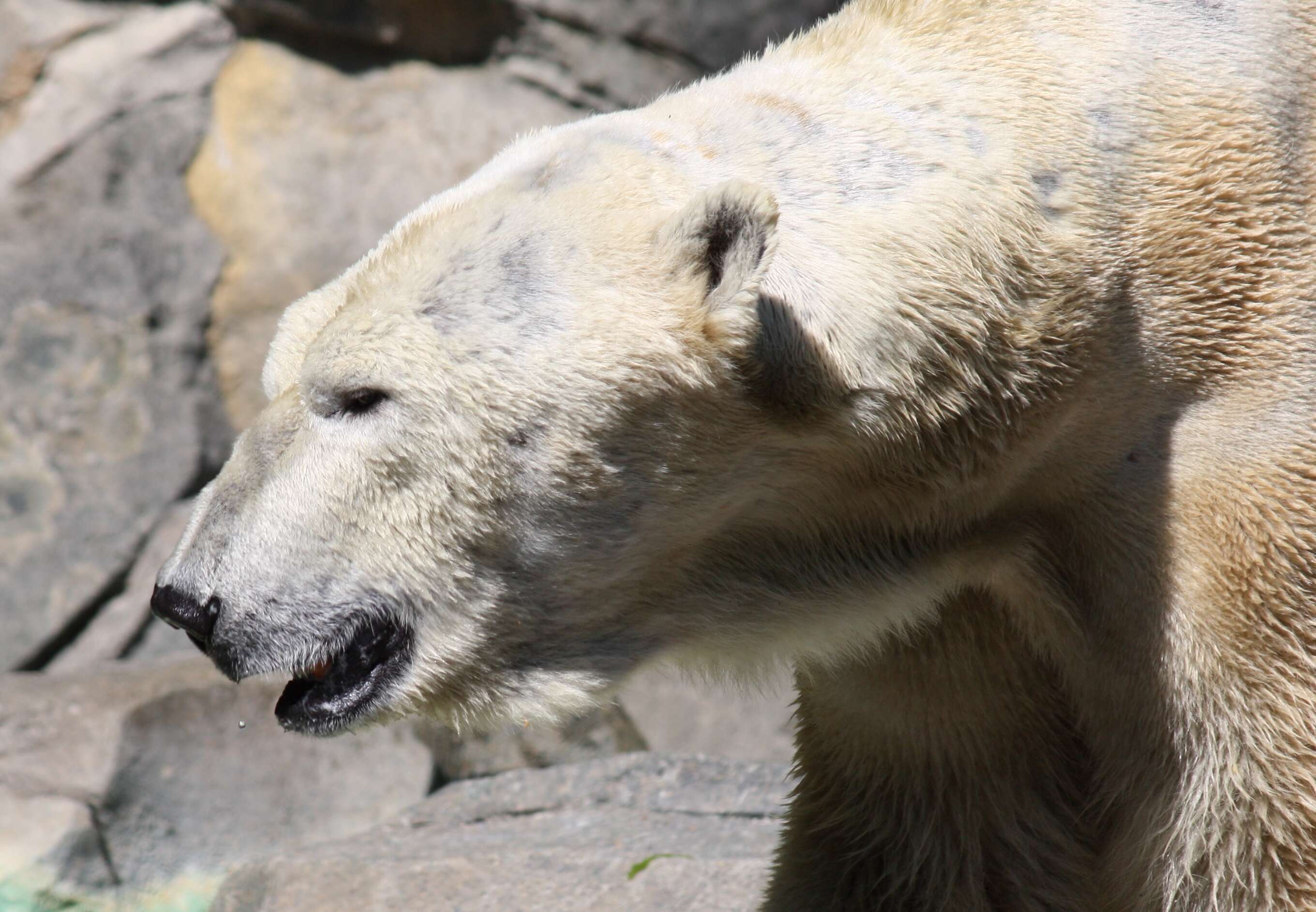 Imagem de urso-polar