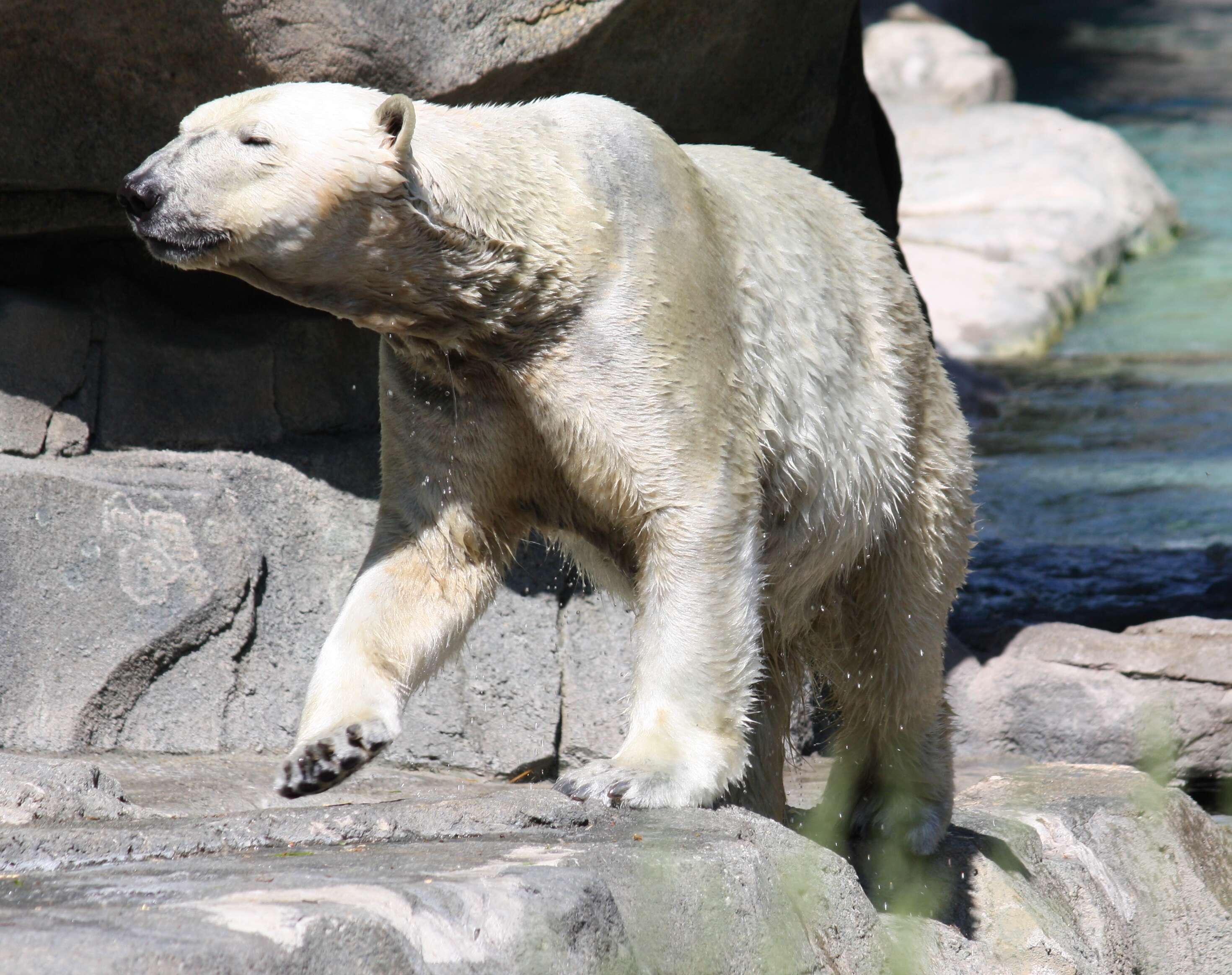 Imagem de urso-polar