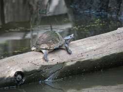 Image of Keeled Musk Turtle