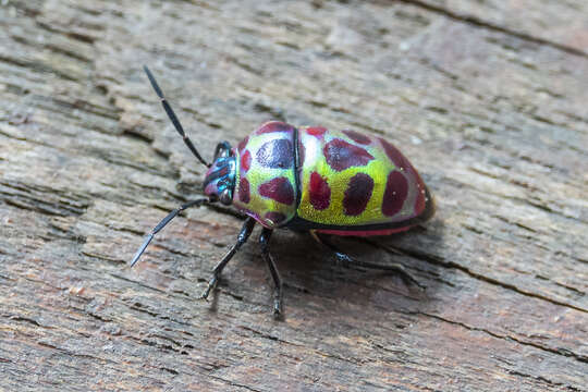 Image of Chrysocoris stollii (Wolff 1801)