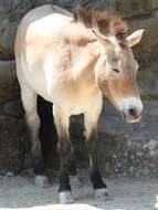 Image of Asian Wild Horse