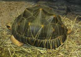 Image of Radiated Tortoise