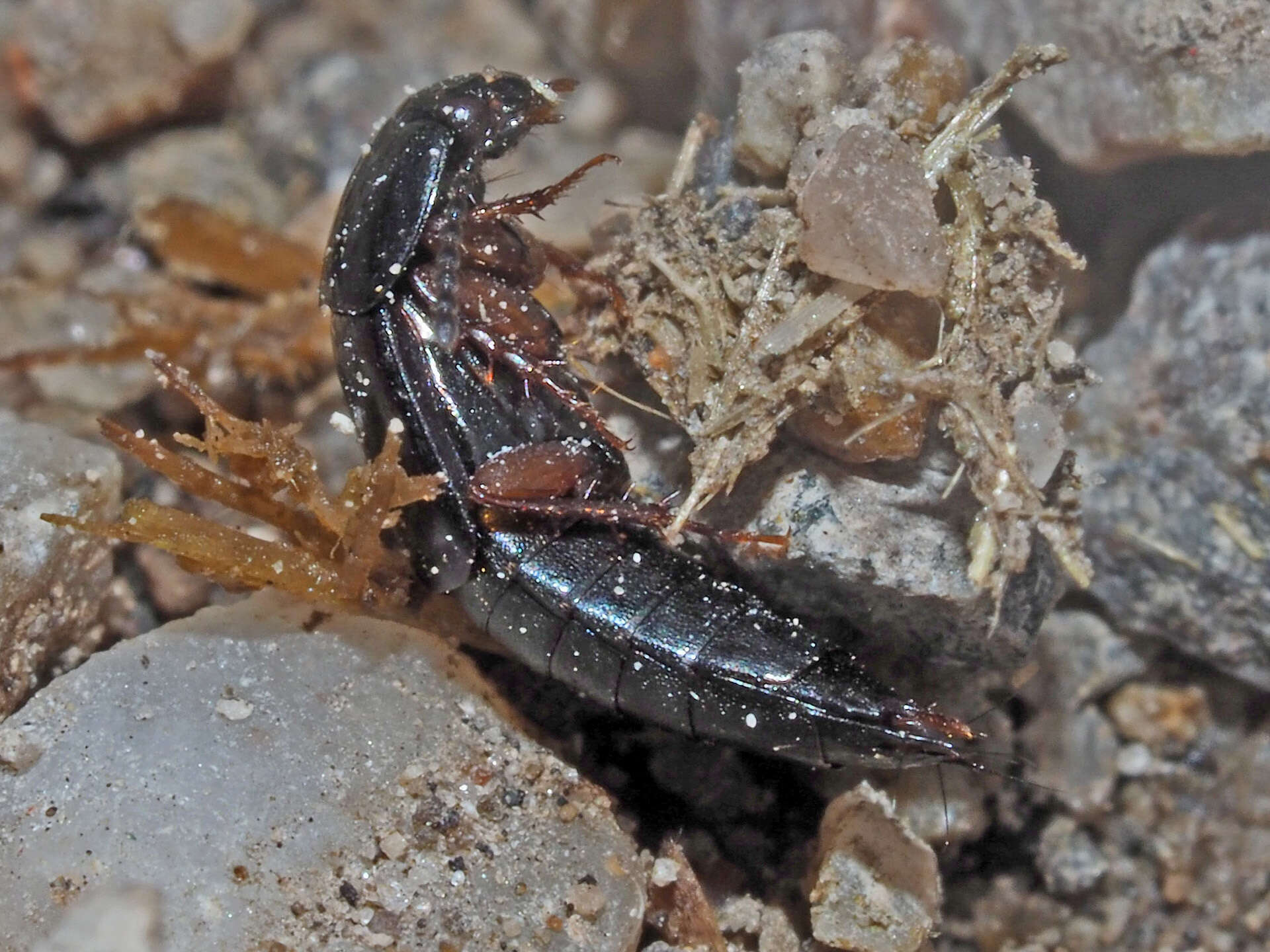 Image of Tachinus (Tachinus) laticollis Gravenhorst 1802