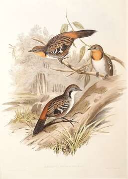 Image of Orthonyx Temminck 1820