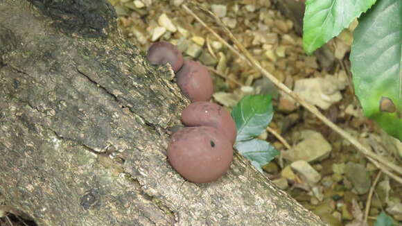 Plancia ëd Daldinia eschscholtzii (Ehrenb.) Rehm 1904