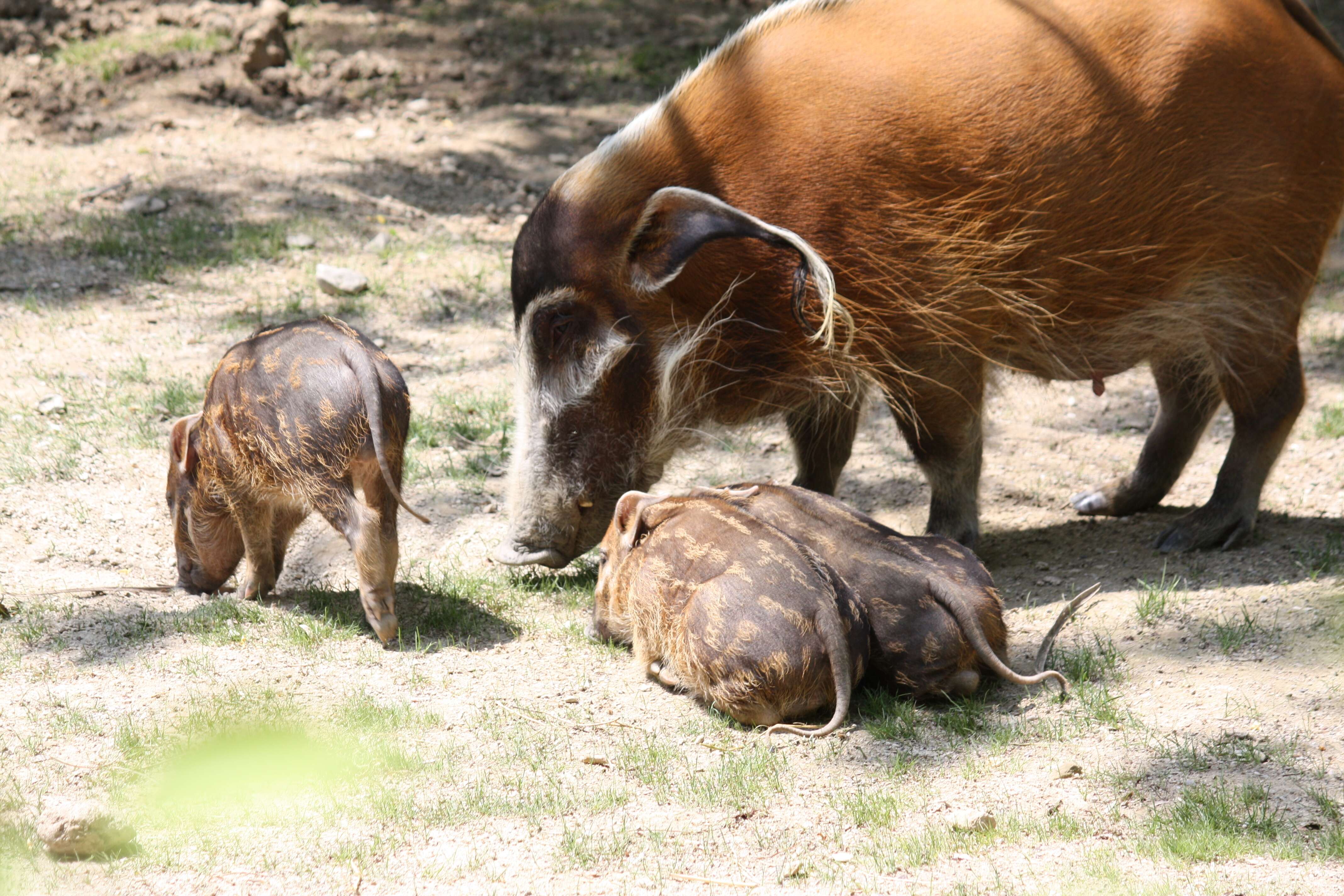 Image of African Bush Pig