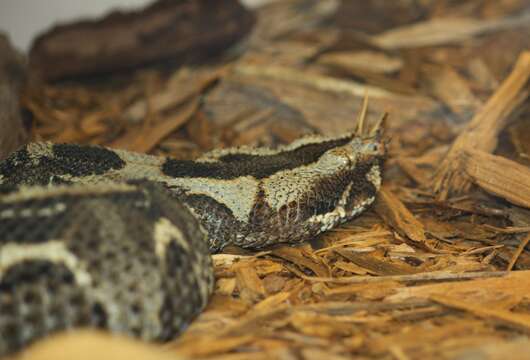 Image of Rhinoceros Viper