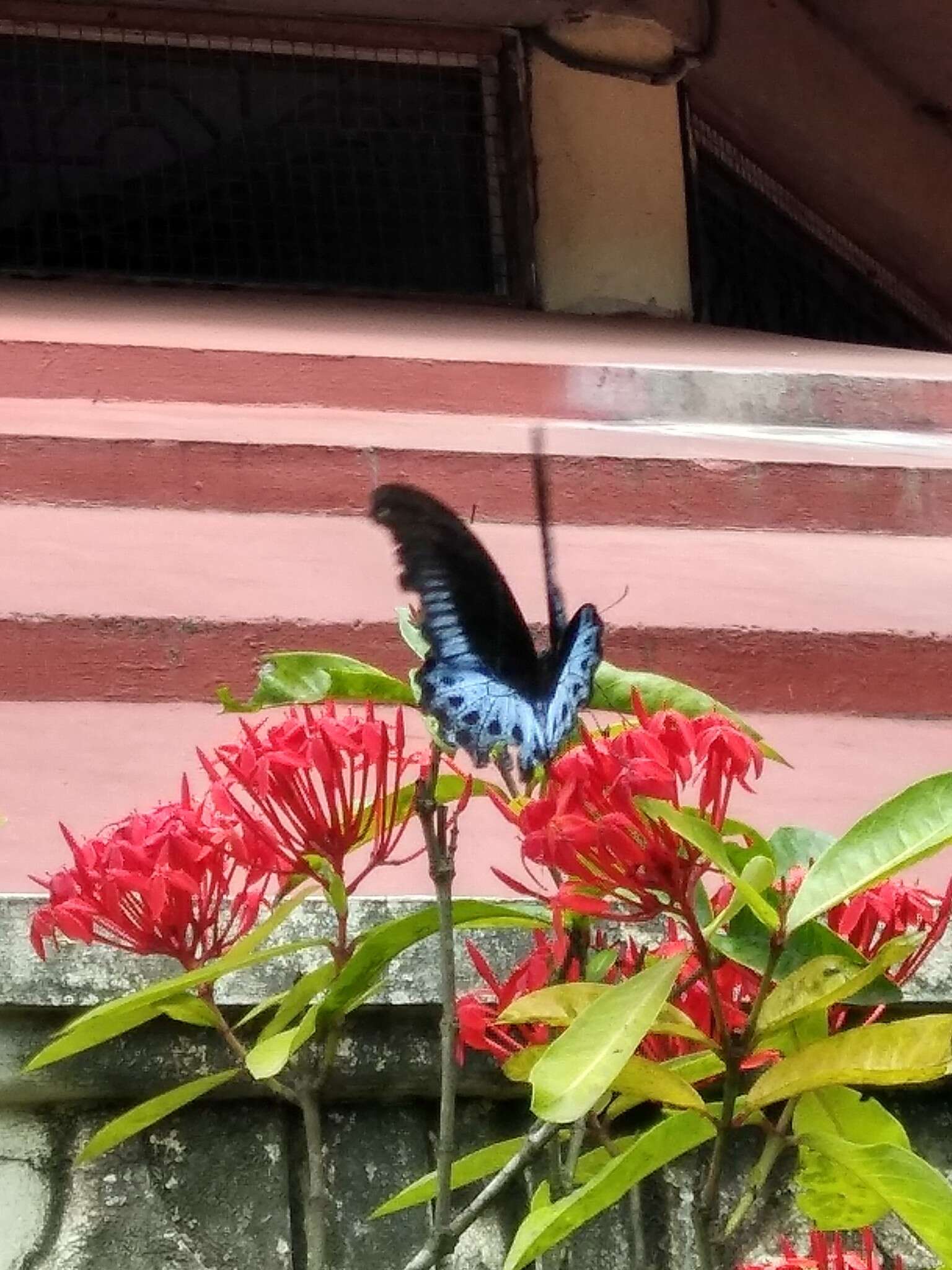 Image of Blue Mormon