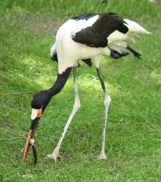 Image of Saddle-billed Stork