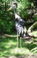 Image of Saddle-billed Stork