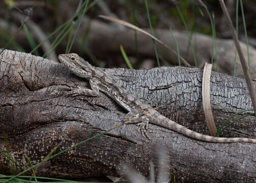 Image of Dwarf Bearded Dragon