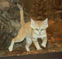 Image of Sand Cat