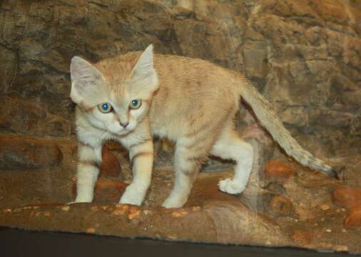 Image of Sand Cat