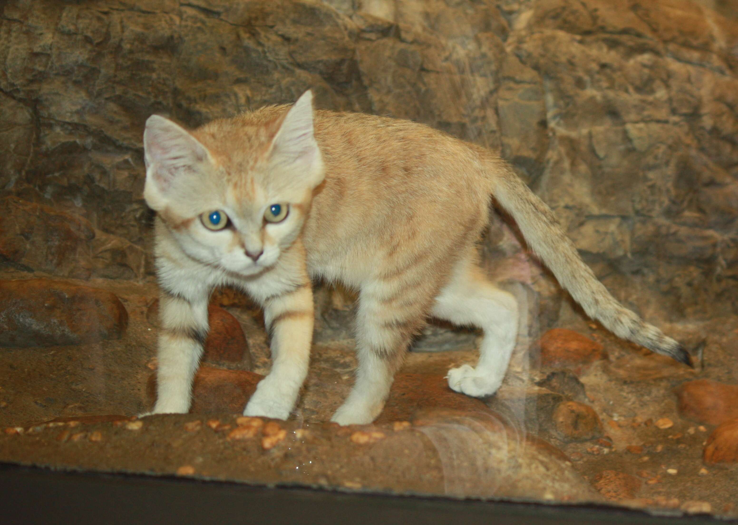 Image de Chat des sables