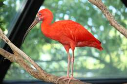 Image of Scarlet Ibis