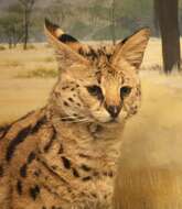 Image of Serval (cat)