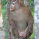 Image of Northern Pig-tailed Macaque