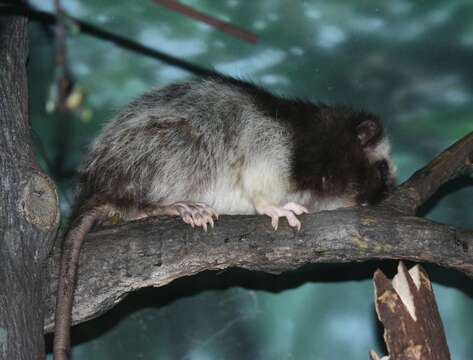 Image of Northern Luzon Giant Cloud Rat