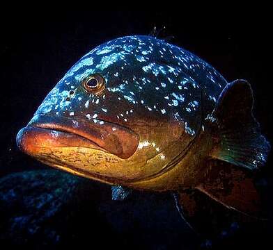 Image of Dusky Grouper