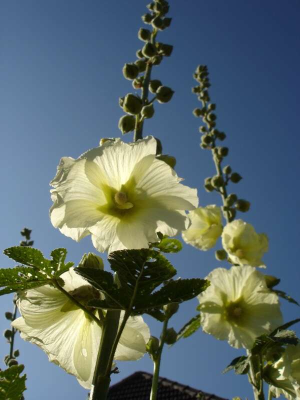 Image of hollyhock