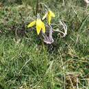 Plancia ëd Diuris monticola D. L. Jones