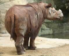 Image of Sumatran Rhinoceros