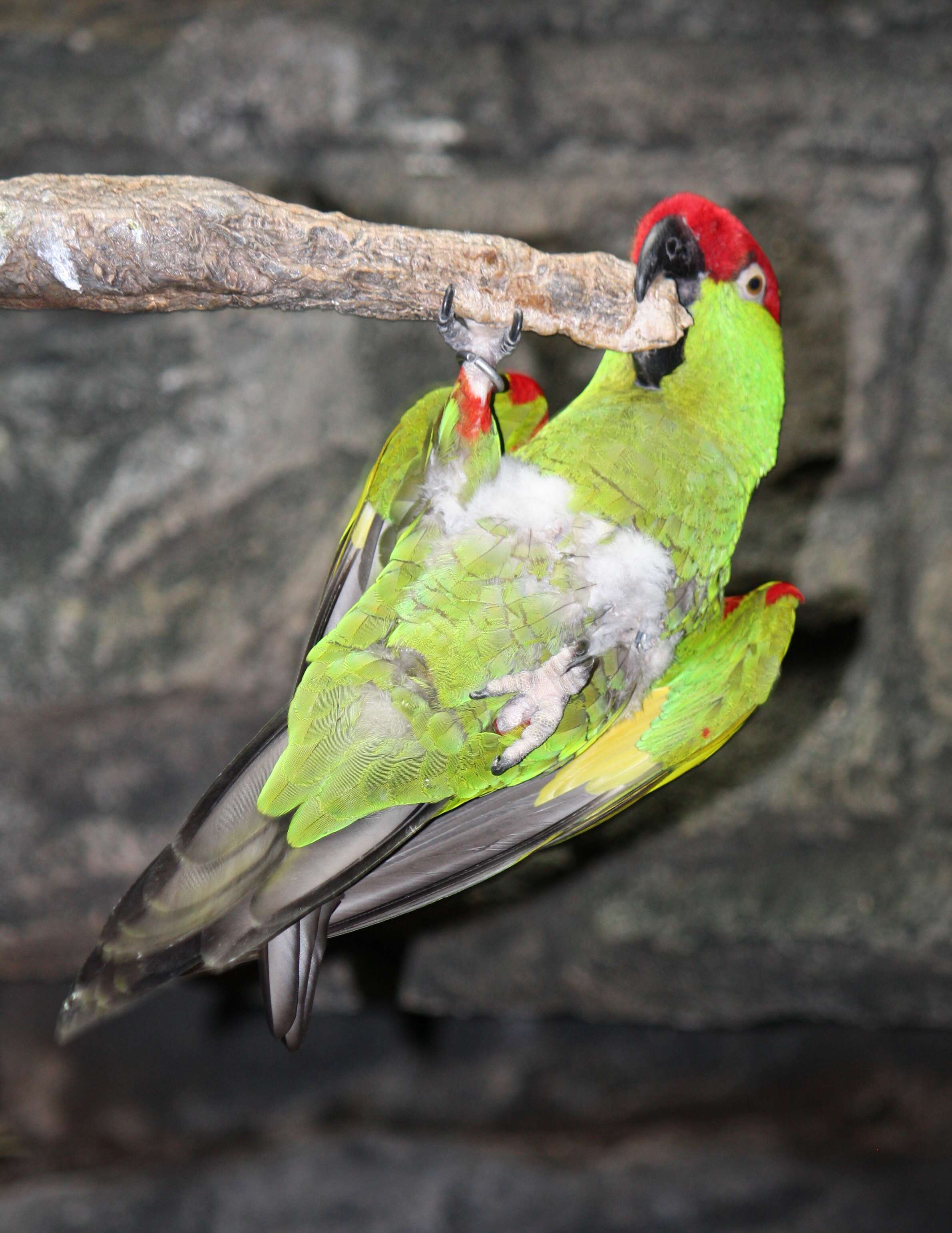 Image of Thick-billed parrot