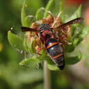 Слика од Parancistrocerus fulvipes rufovestis Bohart 1948