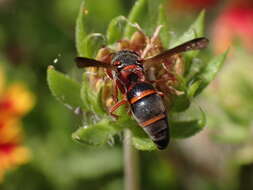 Image of Parancistrocerus fulvipes rufovestis Bohart 1948