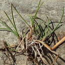 Image of northern fescue