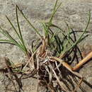 Image de Festuca viviparoidea Krajina ex Pavlick