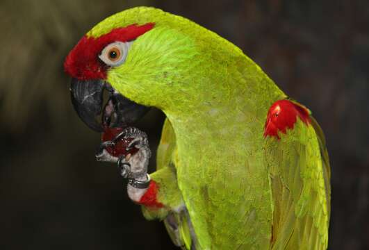 Image of Thick-billed parrot