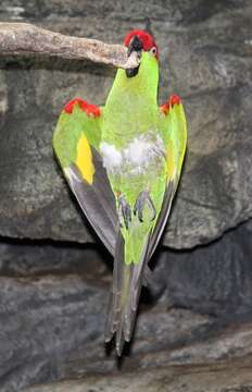 Image of Thick-billed parrot