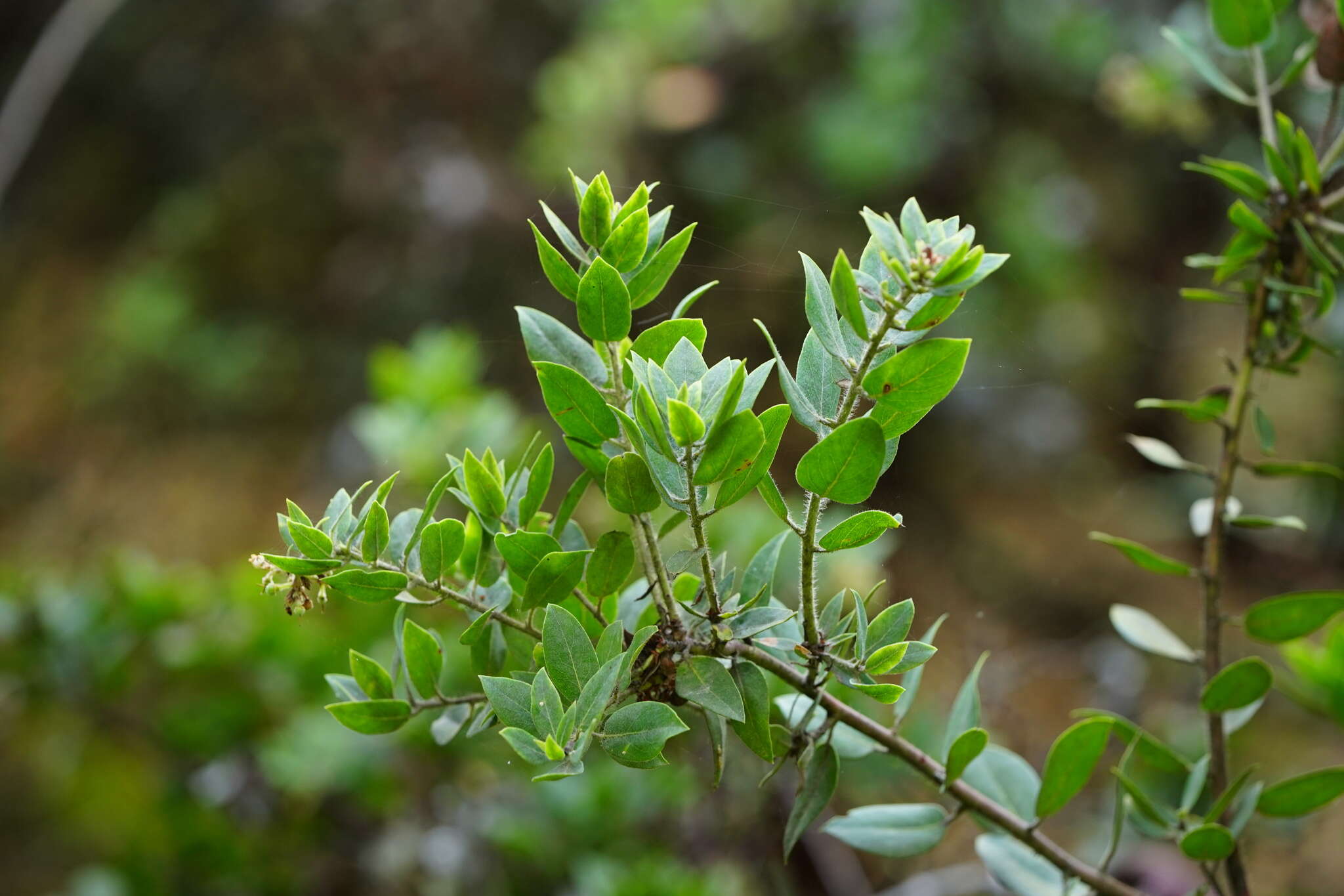 Imagem de Arctostaphylos crustacea subsp. crustacea