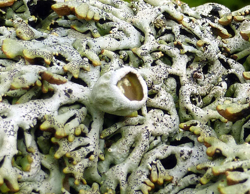 Image of Freckled tube lichen