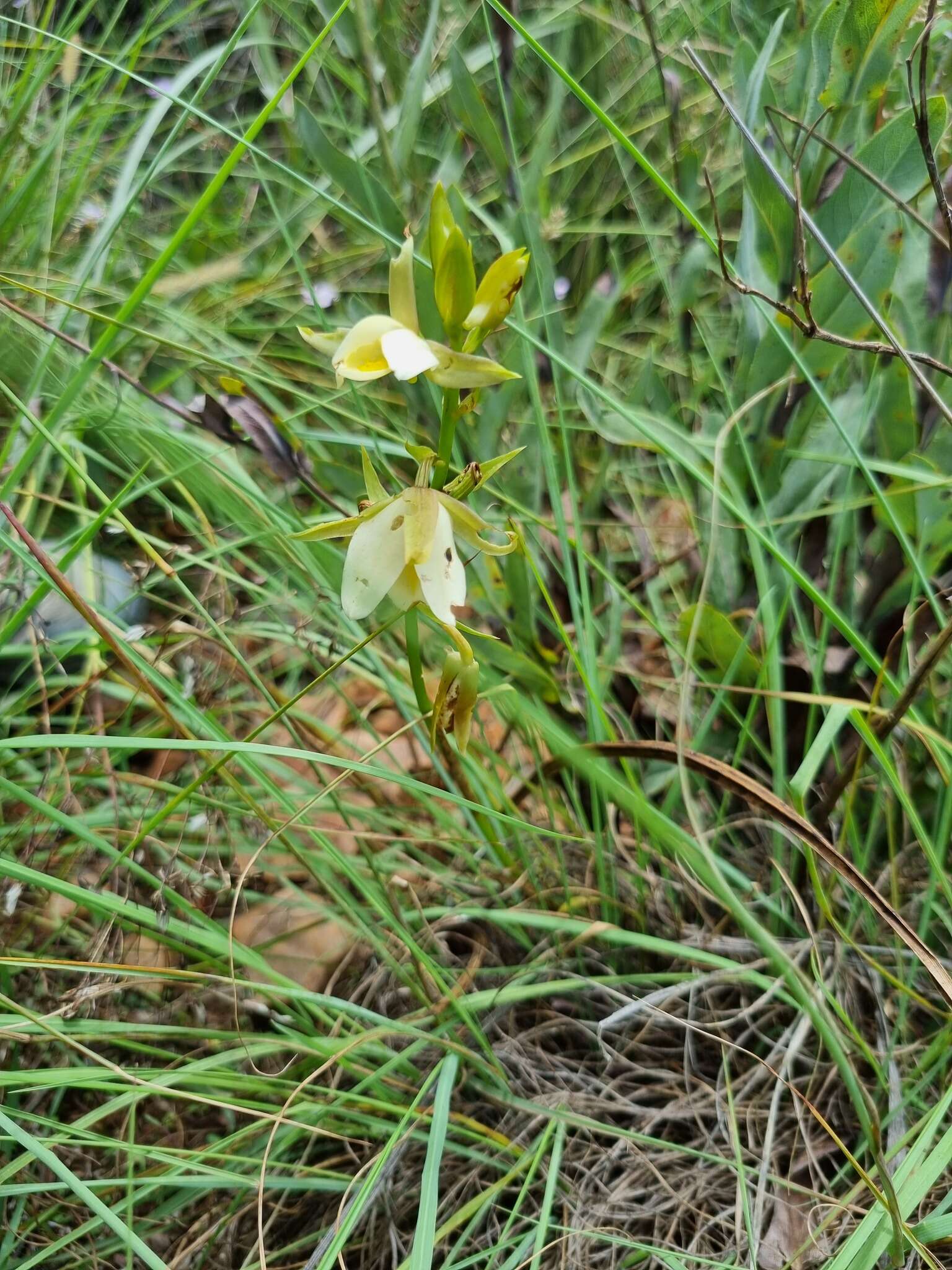 Sivun Eulophia ovalis var. bainesii (Rolfe) P. J. Cribb & la Croix kuva