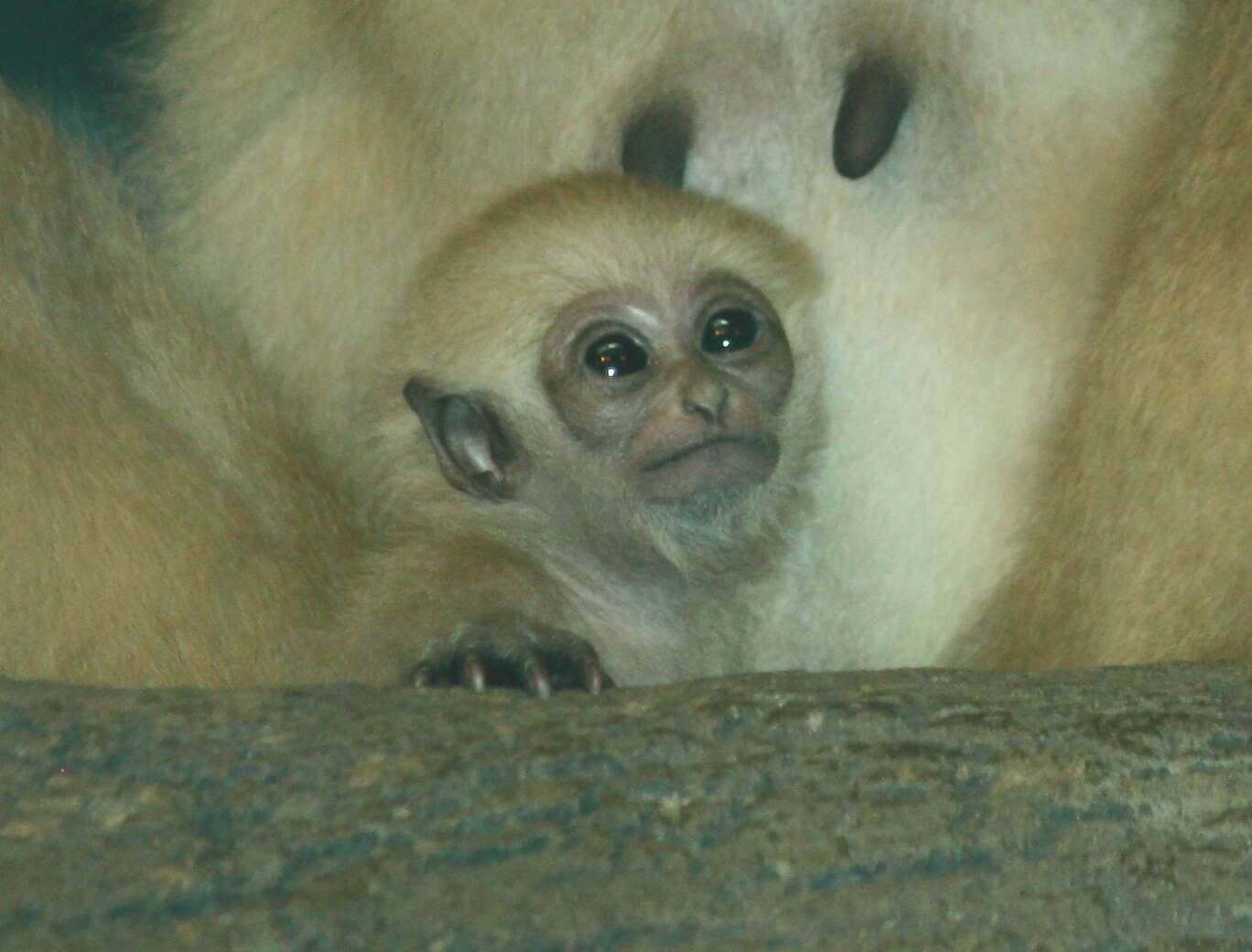 Image of White-handed Gibbon