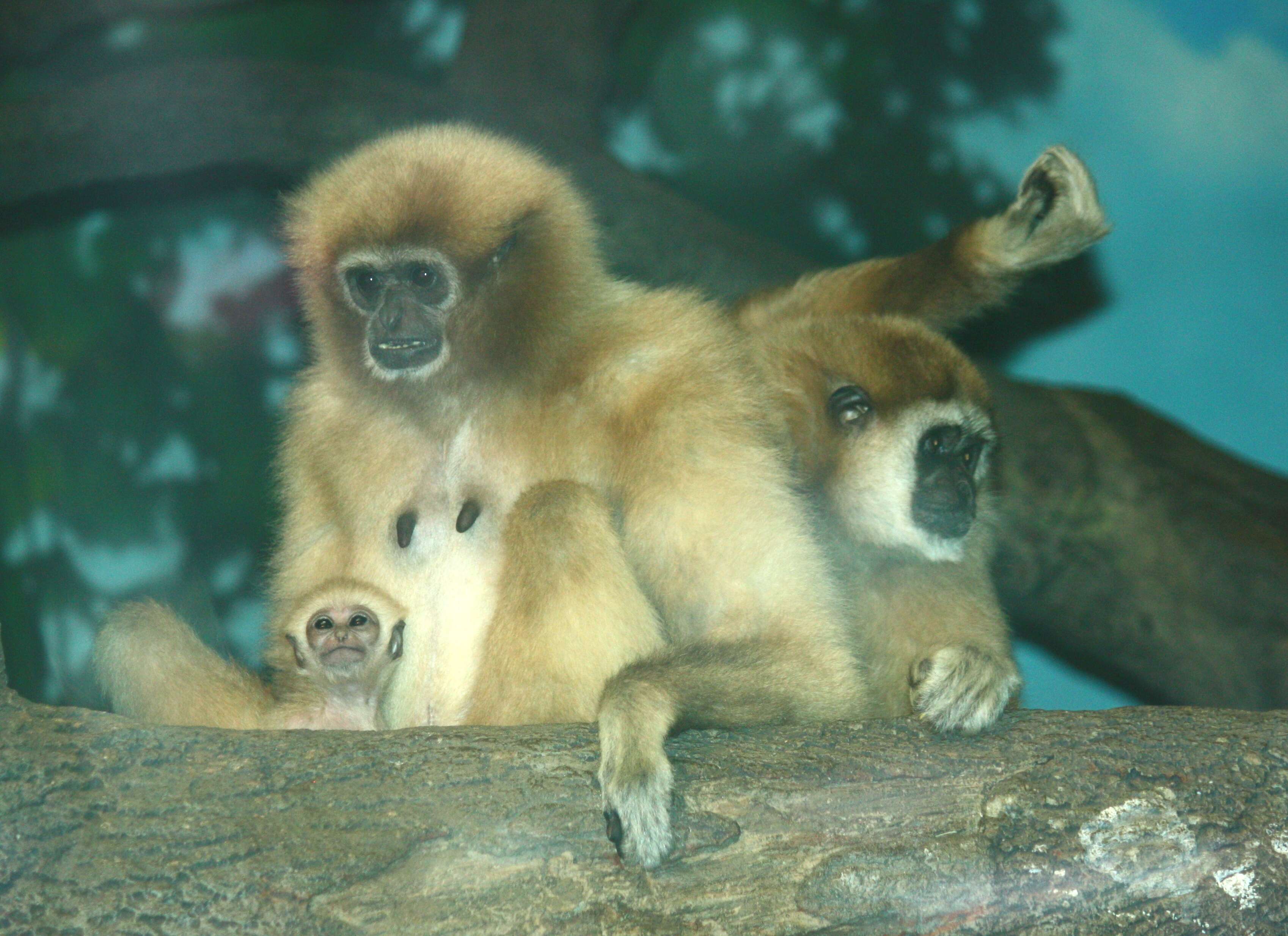 Image of White-handed Gibbon