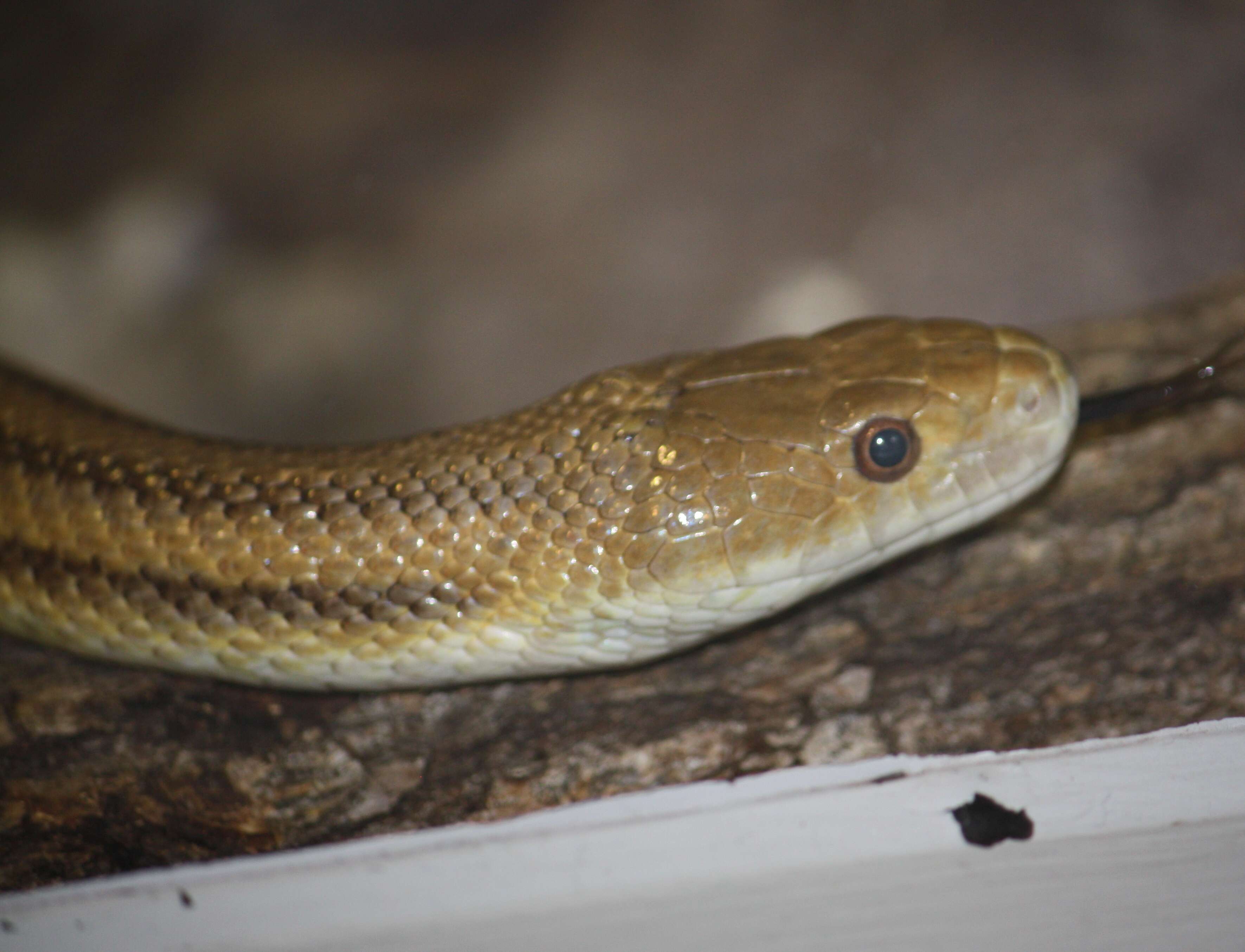 Image of black rat snake