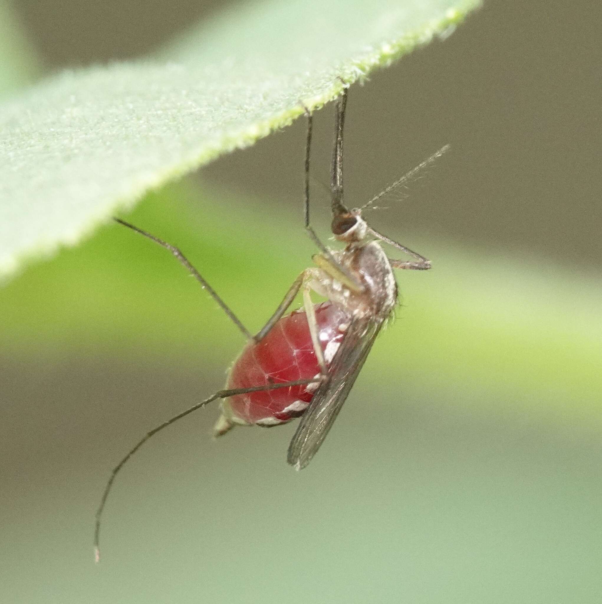 Image of Aedes atlanticus Dyar & Knab 1906