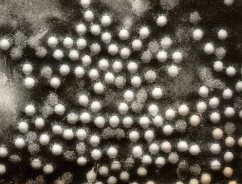 Image of Poliovirus