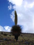 Image de Puya raimondii Harms