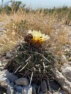 Image of Thelocactus rinconensis (Poselger) Britton & Rose