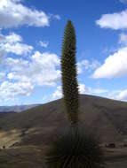 Image de Puya raimondii Harms