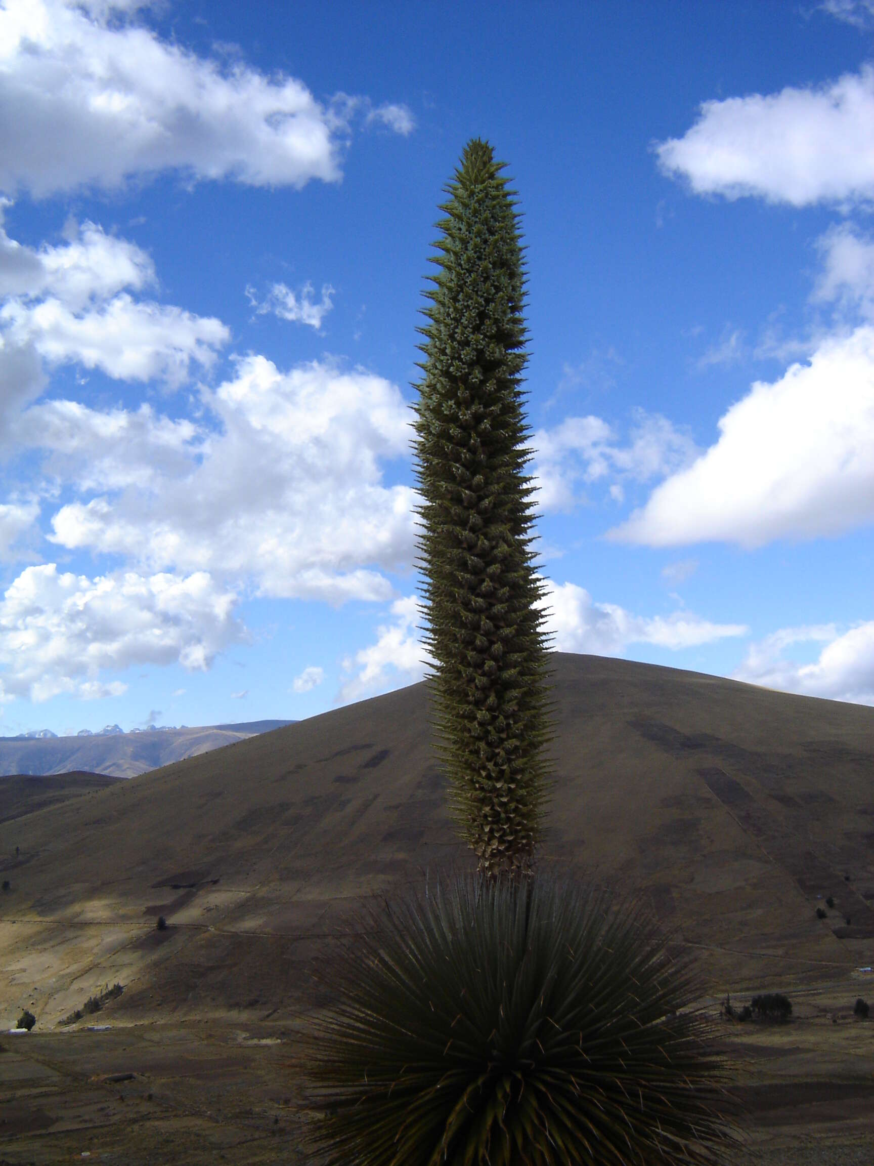 Image de Puya raimondii Harms