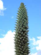 Image de Puya raimondii Harms