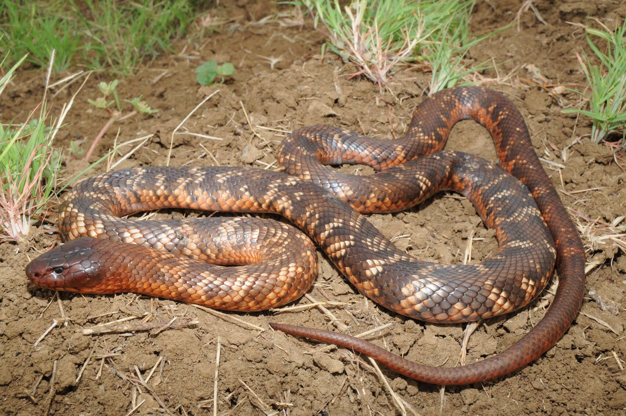 Image of Collett's snake